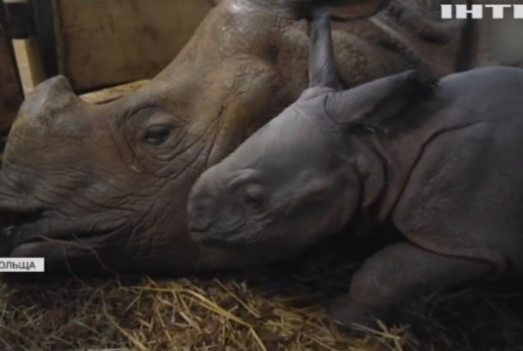 У Польщі святкують день народження рідкісного  носорога