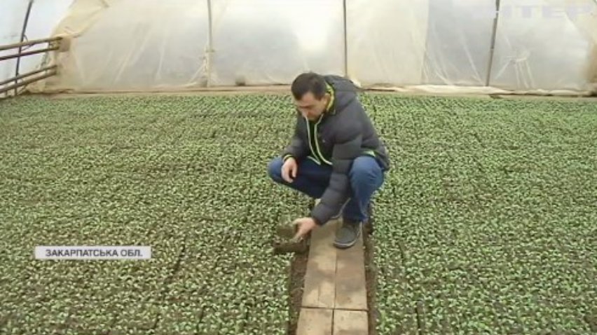 На Закарпатті селяни масово вирощують капусту для всієї України