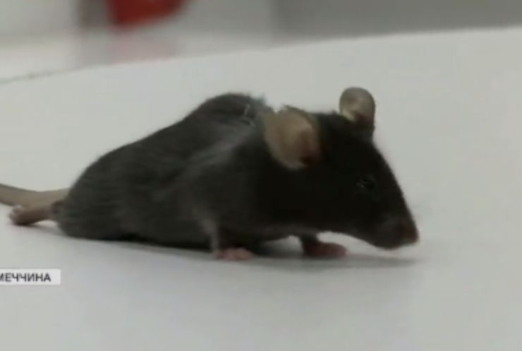 У Німеччині навчились лікувати параліч у мишей