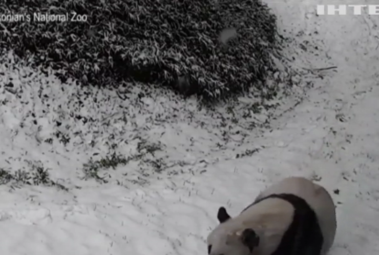 Панди із Вашингтонського зоопарку радіють зимовій погоді