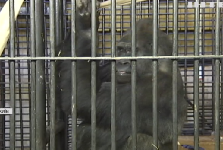 Київський зоопарк: історія про видужання горили Тоні