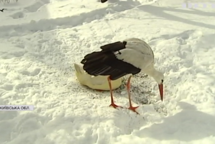 Притулок під Києвом допомагає перелітним птахам пережити зиму