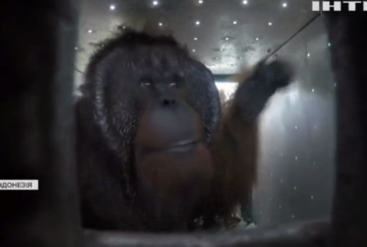 На острові Борнео випустили на волю орангутангів