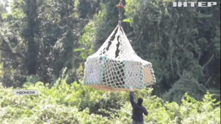 На острів Борнео випустили з неволі десятьох орангутангів