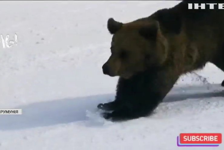 Ведмідь-ледацюга налякав спортсменів на гірськолижному курорті (відео)