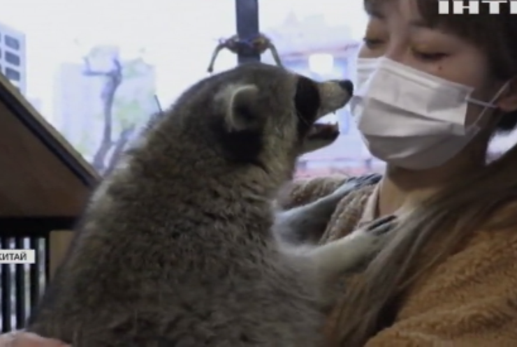 Зоокафе у Шанхаї: як реагують зоозахисники?