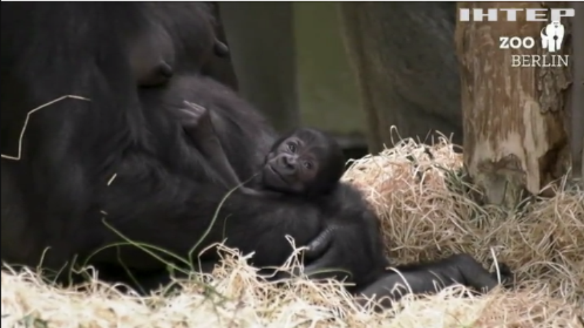 У Берлінському зоопарку народилась дівчинка-горила