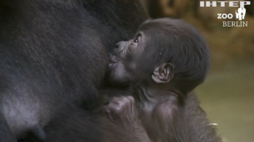 У Берлінському зоопарку народилась горила