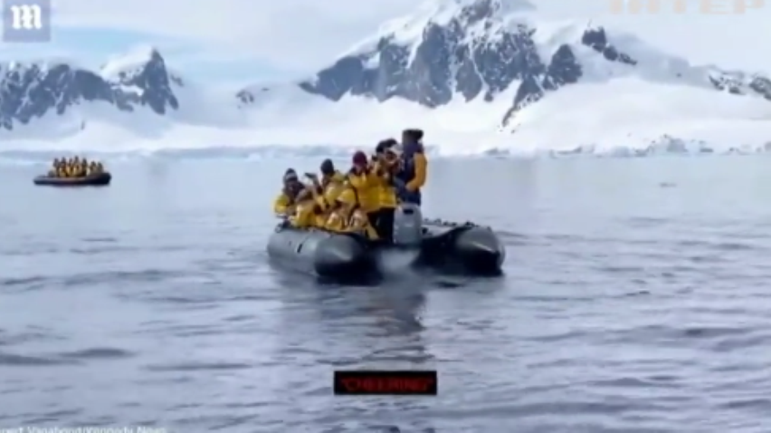 Пінгвін врятувався від косаток у туристичному човні