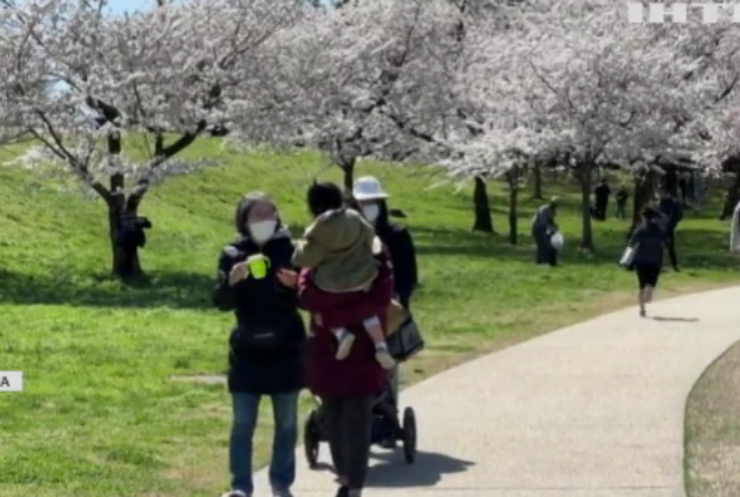 Жителі Вашингтону милуються цвітінням сакури