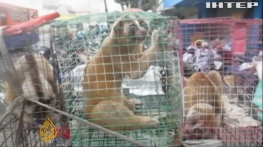 У ВООЗ закликають припинити торгівлю дикими тваринами