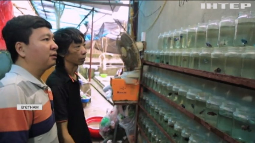 В'єтнамець рятує екологію за допомогою розведення рибок