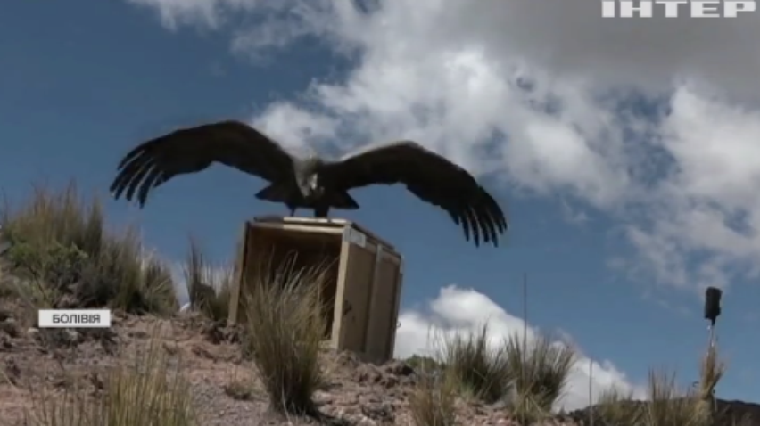 Болівійські ветеринари випустили у дику природу рідкого птаха