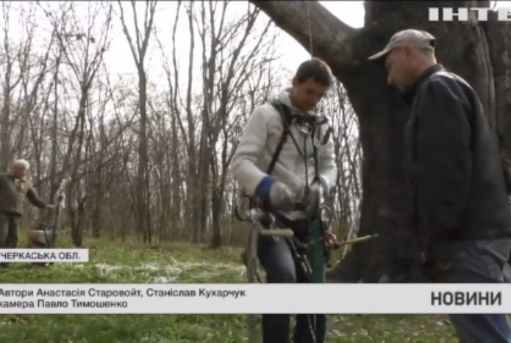 Тисячолітній велетень: на Черкащині рятують пам'ятку природи