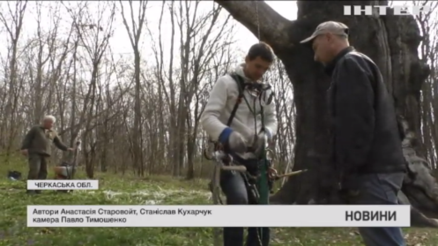 Тисячолітній велетень: на Черкащині рятують пам'ятку природи