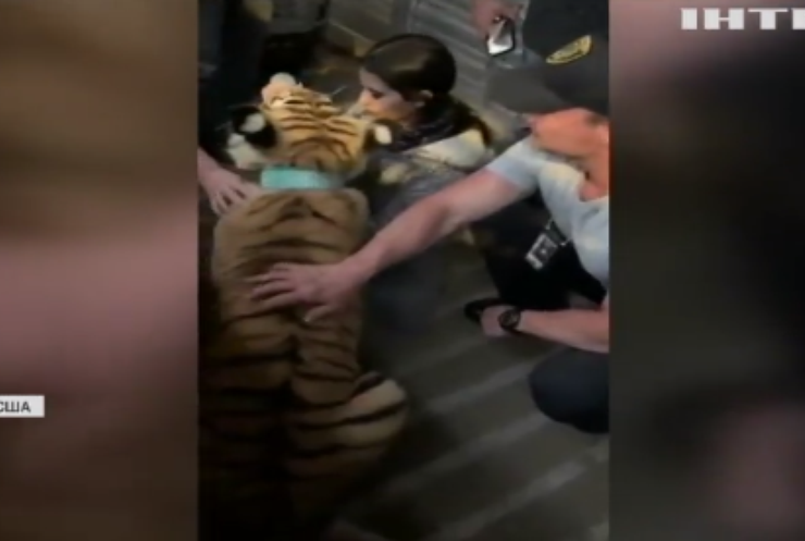 Американська поліція намагалась впіймати бенгальського тигра