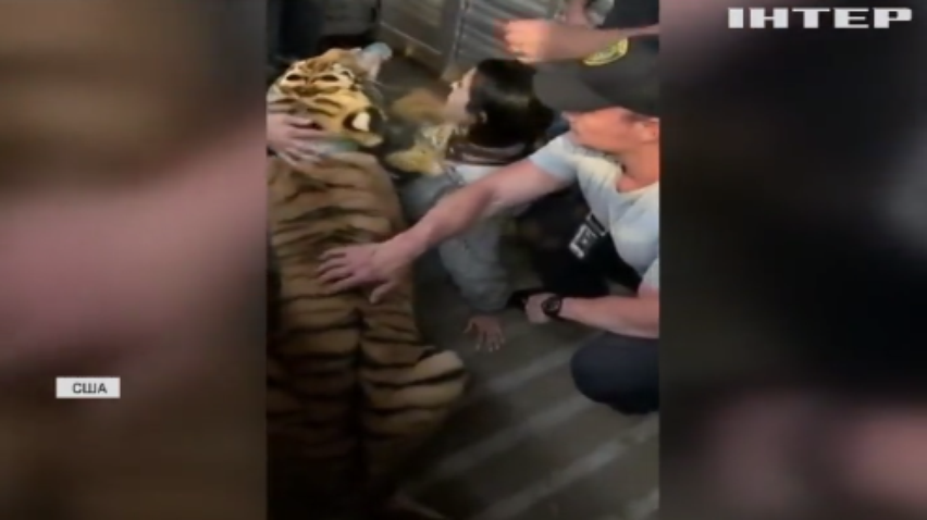 Поліція американського міста намагалася вміймати бенгальського тигра