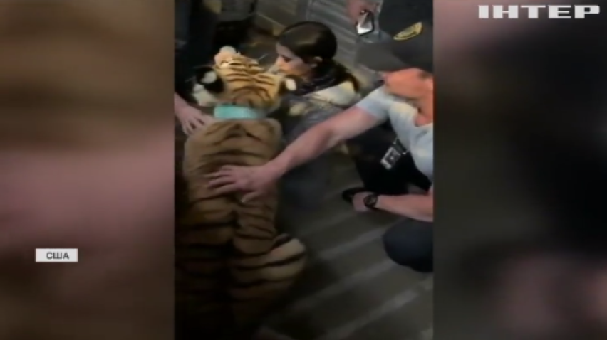 Американська поліція намагалась впіймати бенгальського тигра