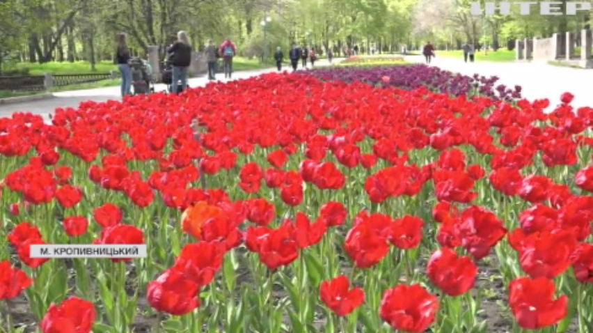 У Кропивницькому розквітли три мільйони тюльпанів