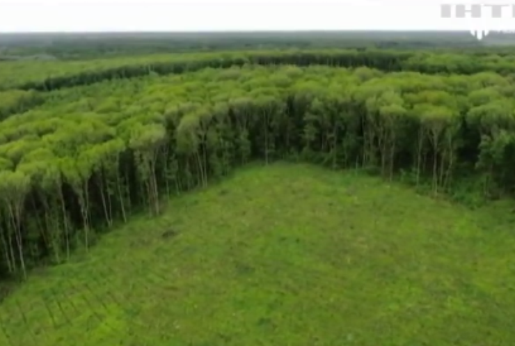 На Полтавщині лісників підозрюють у крадіжці дерева