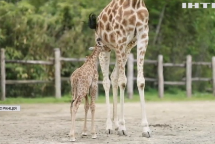 У зоопарку Франції народилося друге жирафеня за рік