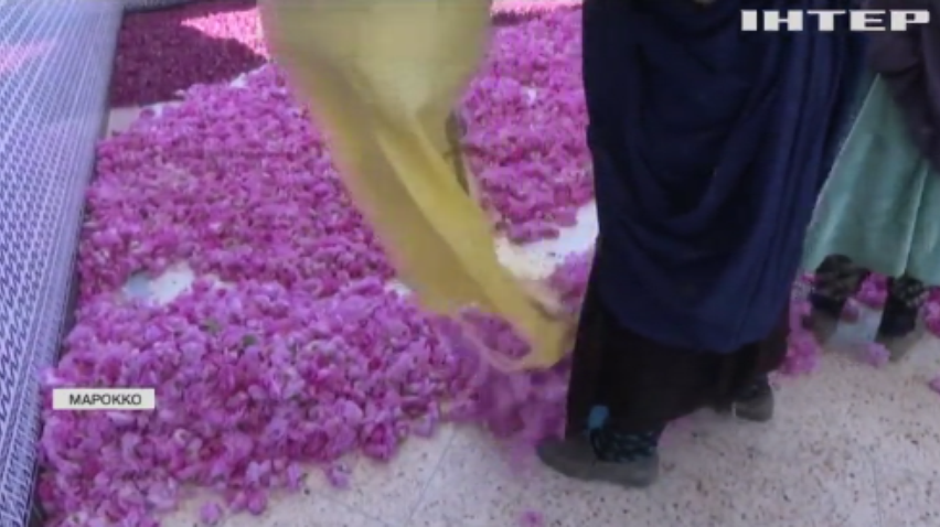 Трояндовий рай: у Марокко почали збирати тонни рожевих пелюсток