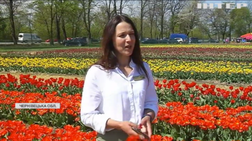 Поблизу Чернівців розквітли понад три мільйони тюльпанів