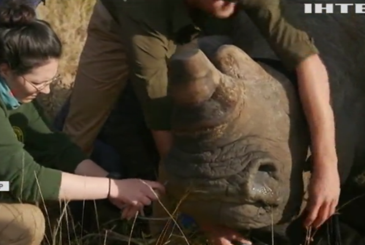 Браконьєри не дістануть: в Африці носорогів залишать без рогів