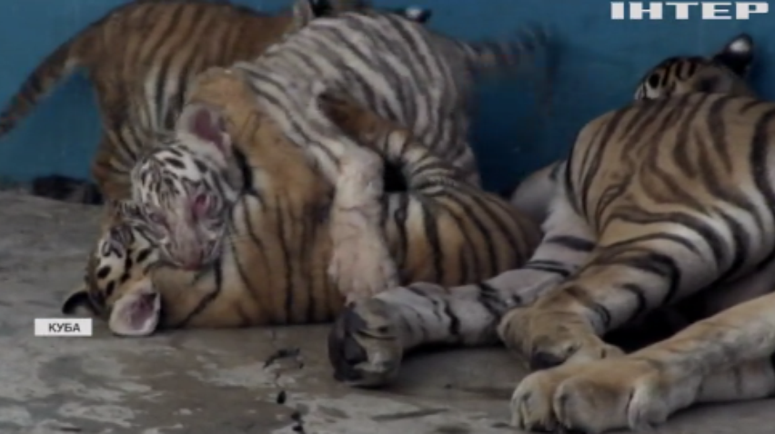 У національному зоопарку Куби народився білий тигр