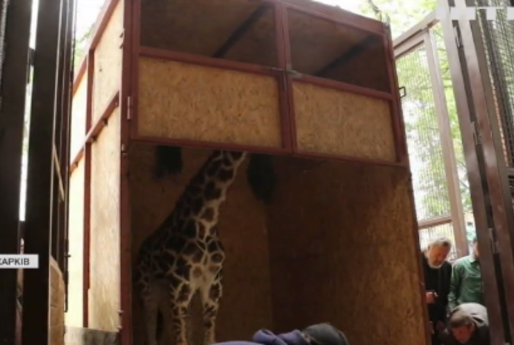 Харківський зоопарк поповнився жирафом