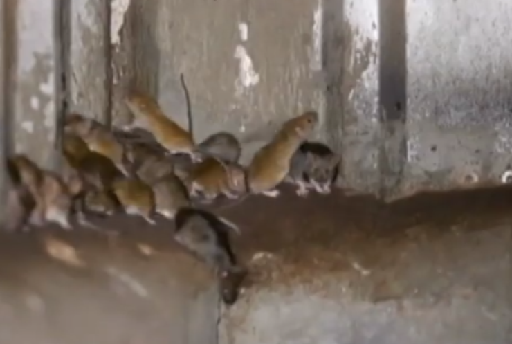 В'язницю евакуюють через нашестя мишей