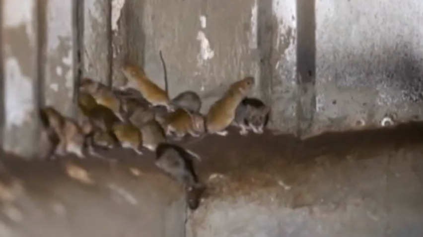 В'язницю евакуюють через нашестя мишей