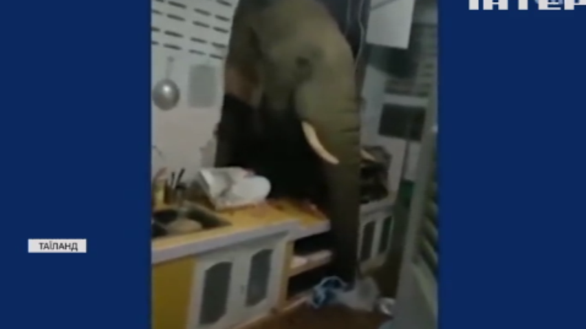 У Таїланді до жінки в оселю вдерся слон