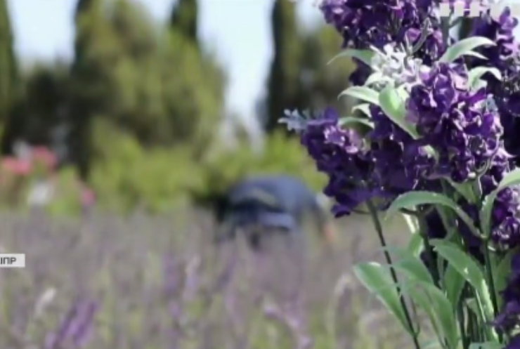 Кіпр приваблює туристів полями ароматних квітів