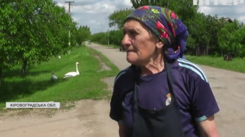 Жителька Кіровоградщини виходила лебідя