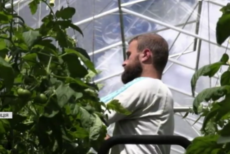 Французи вирощують комах-вбивць для захисту помідорів