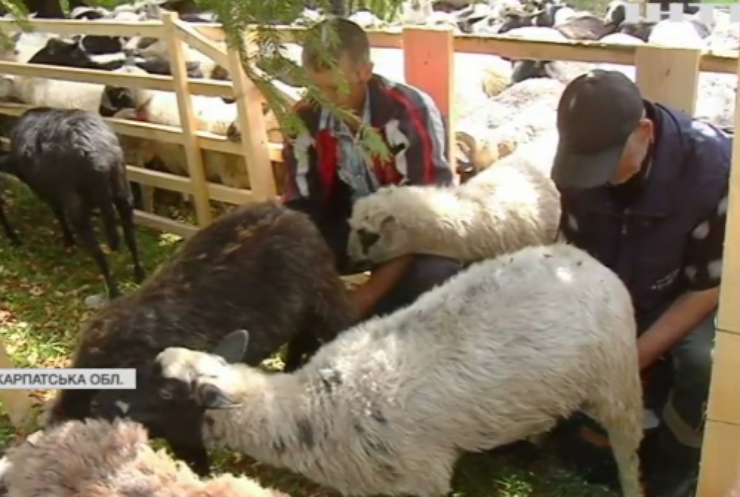 На Закарпатті святкували проводи вівчарів на полонини