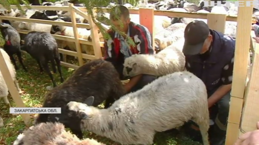 На Закарпатті святкували проводи вівчарів на полонини