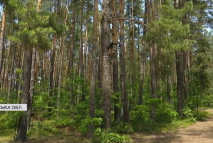 На Волині лісівники встановили відеокамери, щоб запобігти пожежам