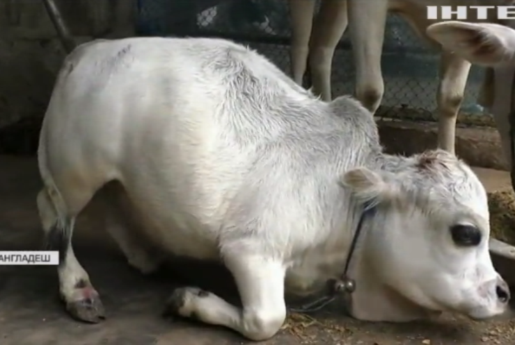 У Бангладеш виросла найменша у світі корова