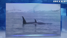 Станцію "Академік Вернадський" відвідали косатки