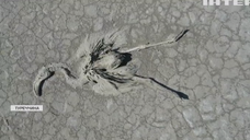 У Туреччині загинули сотні фламінго