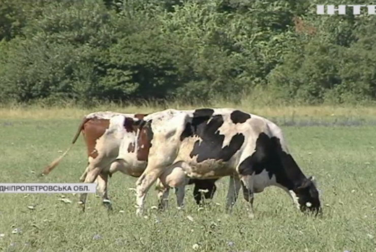 Молоко здорожчає: українські фермери відмовляються тримати худобу