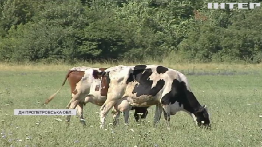 Молоко здорожчає: українські фермери відмовляються тримати худобу