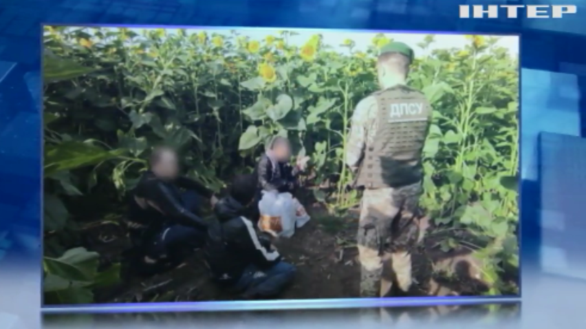 На Харківщині прикордонники зловили злодіїв у полі соняшників