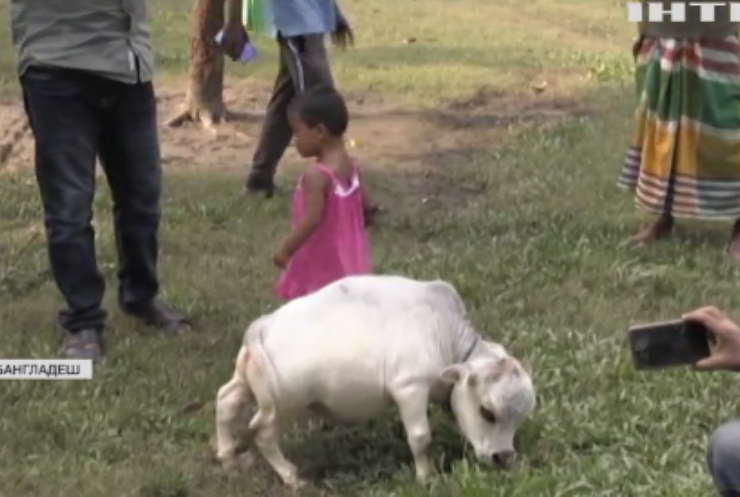 Крихітна корова з Бангладешу претендує на звання найменшої у світі