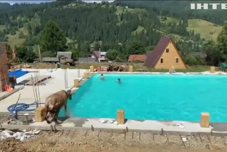 У Карпатах корова-невдаха викупалася у басейні (відео)