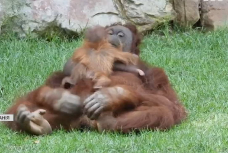 Зоопарк у Іспанії поповнився дитинчам орангутанга