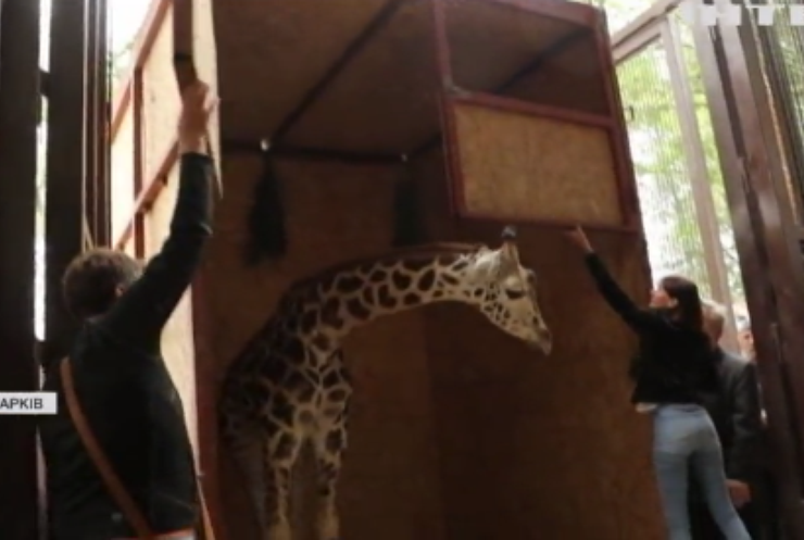 У Харківський зоопарк привезли нового звіра - жирафа